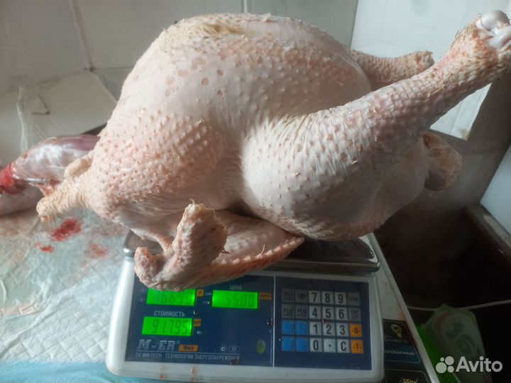 Индюки на мясо