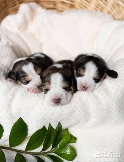 Щенки бигль