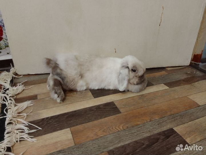 Кролик баран вислоухий