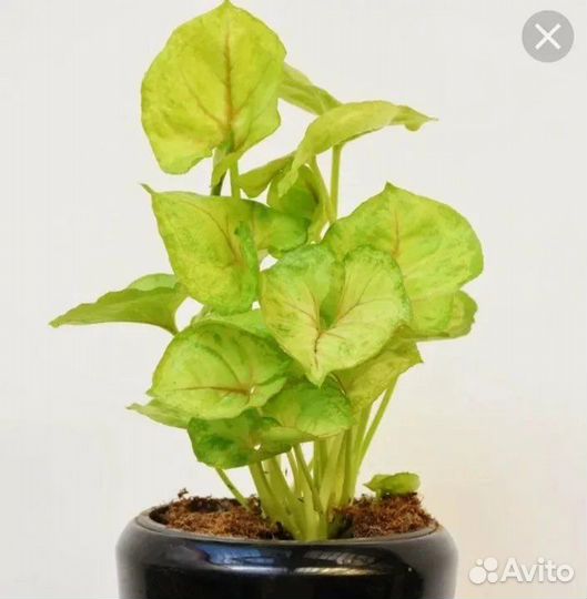 Сингониум mango allusion