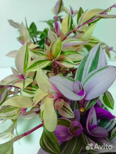 Традесканции сортовые