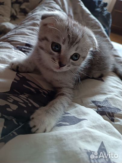 Шотландский котенок