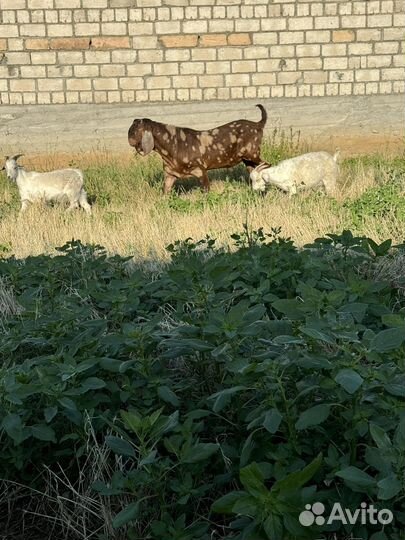 Нубийский козел