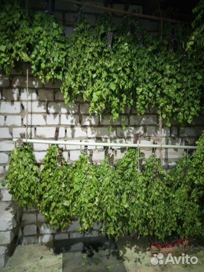 Березовые,липовые и пихтовые веники продаю