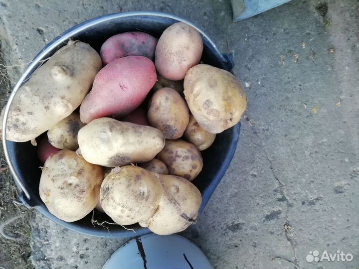 Продам картофель и тыкву