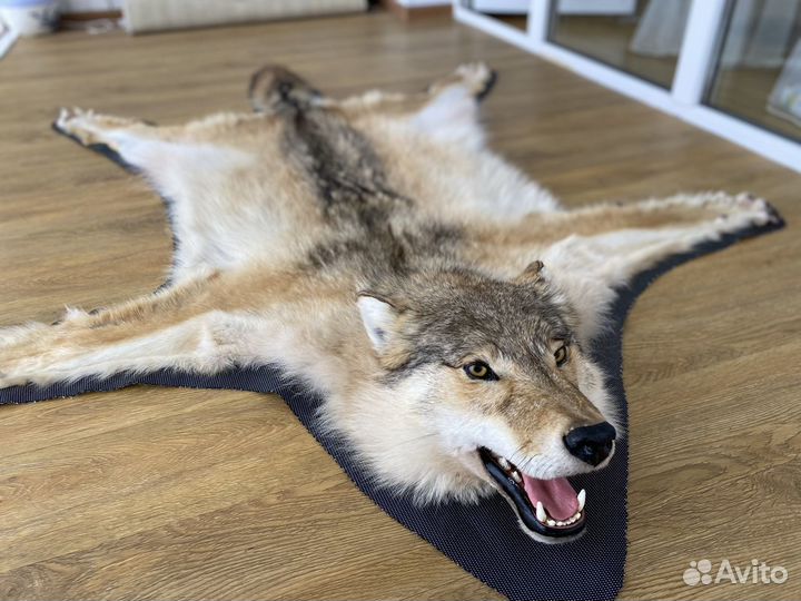 Волчья шкура