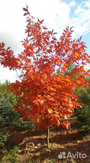 Дуб красный