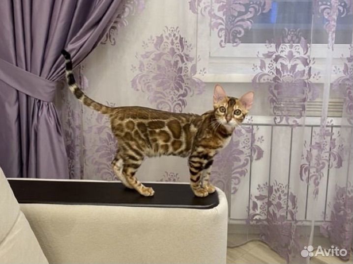 Бенгал из питомника Bengystar