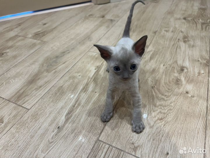 Котята корниш-рекс