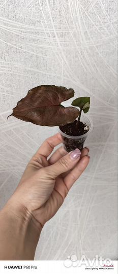 Сингониум Клубничный Лед(Strawberry Ice) galaxy