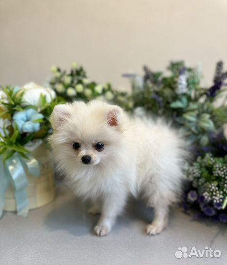 Шпиц мини девочка