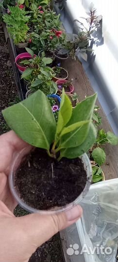 Камелия комнатная