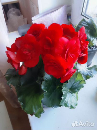 Цветы - Герань и Бегонии саженцы и черенки