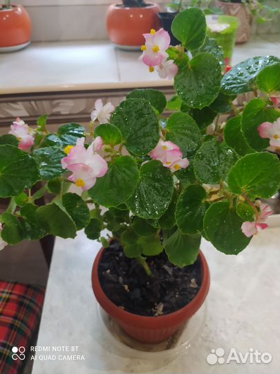 Комнатные цветы