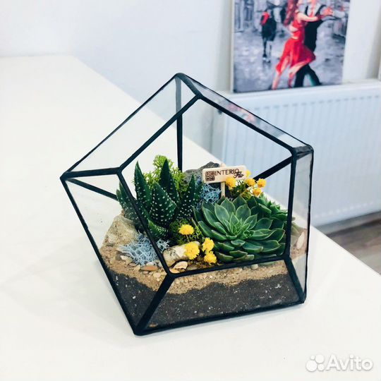 Флорариум суккулентами