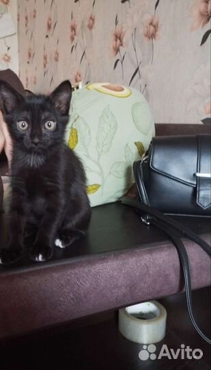 Черный котенок в добрые руки
