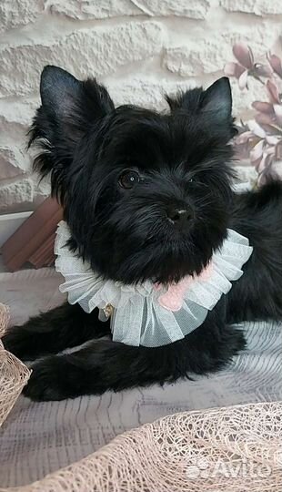 Чёрный йорк Шоколадный йорк Цветной йорк