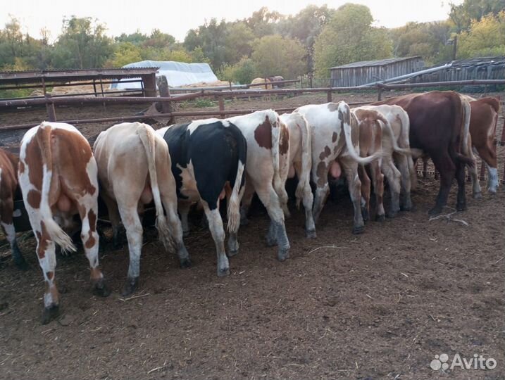 Телята бычки