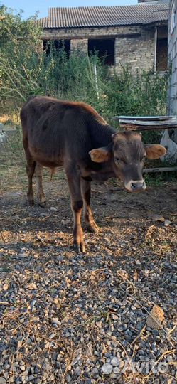 Телка и бычки
