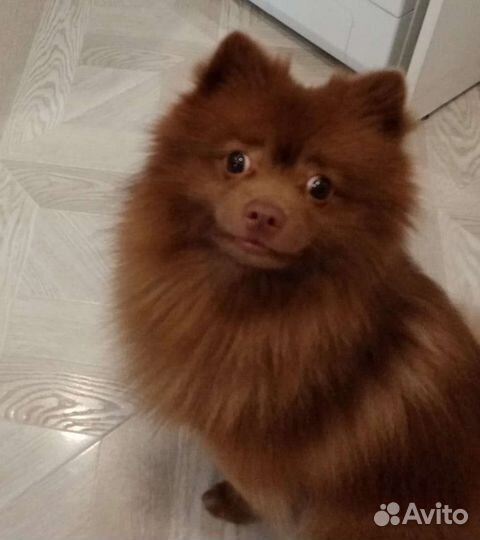 Щенки шпица