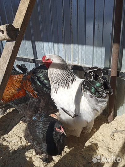 Куры петухи