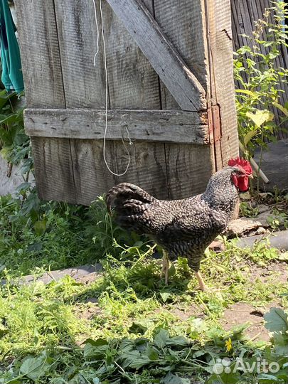 Петух породы Плимутрок