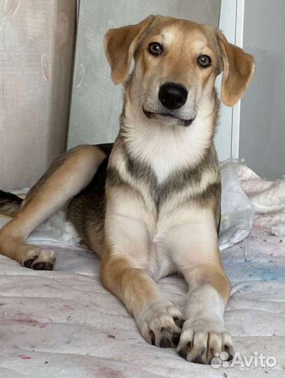 Метис лайка