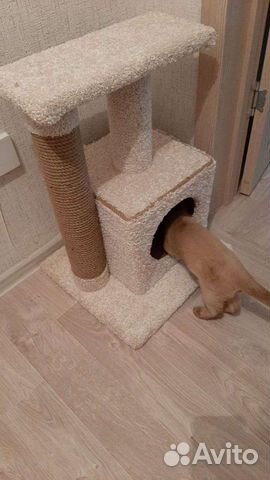Когтеточка, домик кошке, котенка, лежанка