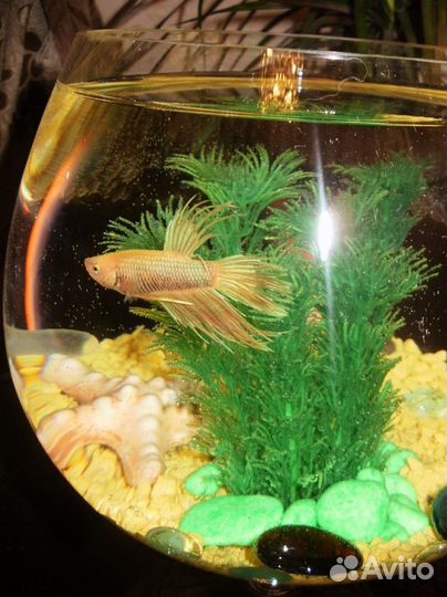 Мини аквариумы с рыбкой. Отличный подарок