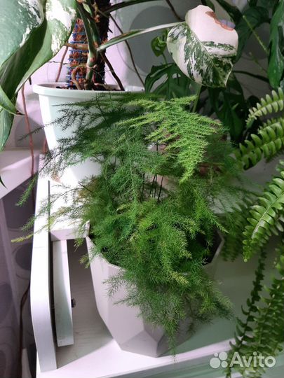 Сингониумы сортовые, каллизия, фиалки