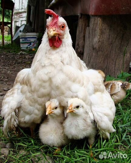 Отличная курица-наседка