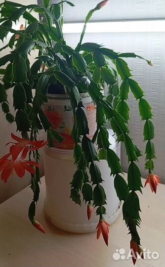 Декабрист шлюмбергера