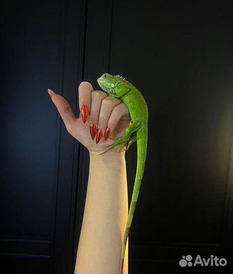 Зеленая ящерица