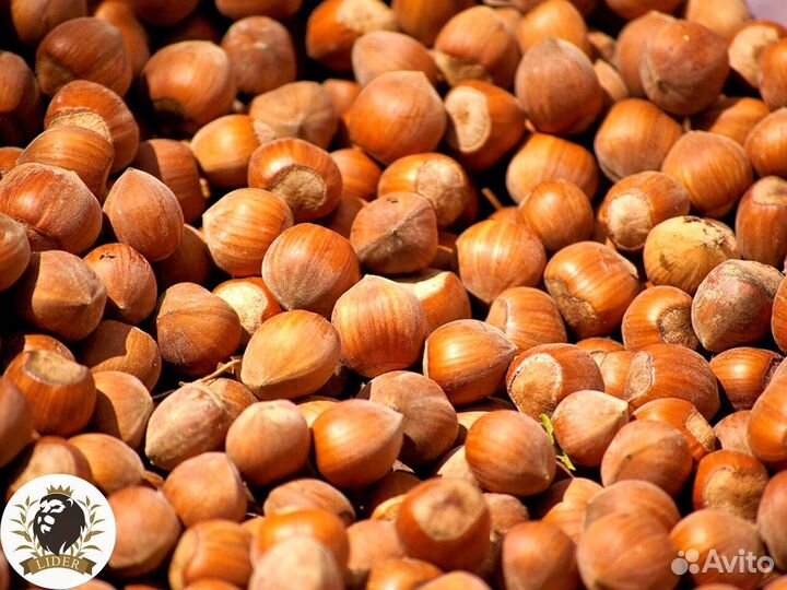 Фундук оптом