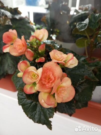 Бегония элатиор Николь стоун