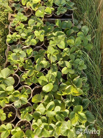 Рассада клубники альбион и Елизавета