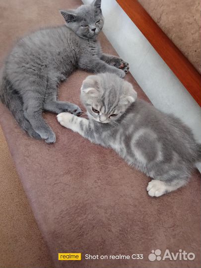 Шотландские вислоухие и прямоухие котята