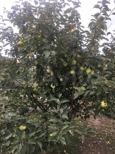 Дача 74 м² на участке 10 сот.