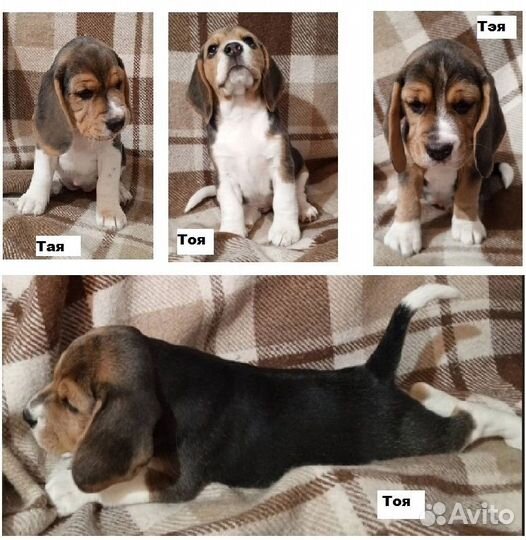 Щенки бигль