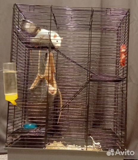 Крысы дамбо