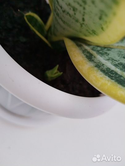 Сансевиерия