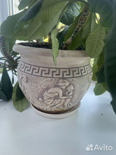 Молочай в керамическом горшке