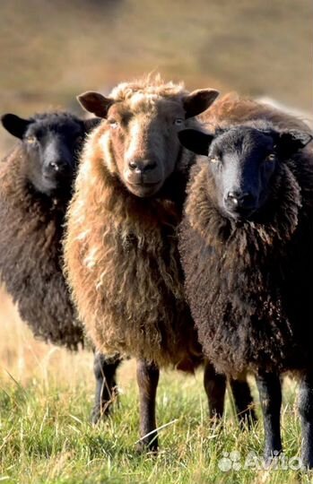 Овцы бараны