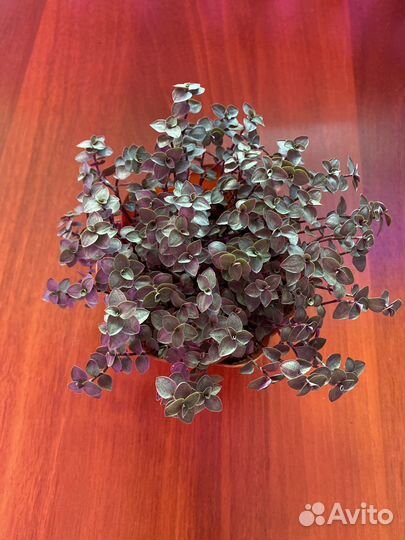 Коллизия голд,бьянка и зеленая