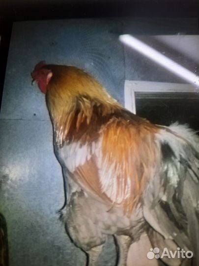 Молодые петухи