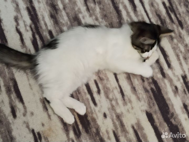 Отдам в добрые руки кошечку