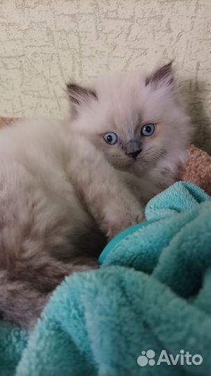 Шотландские кошки