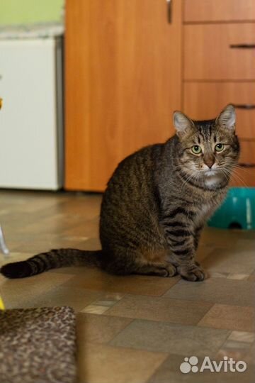 Котик Мартин