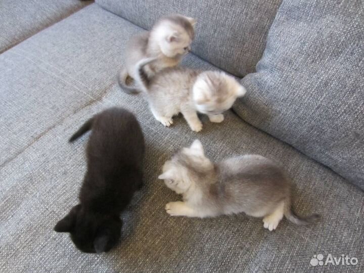 Вязка с котом