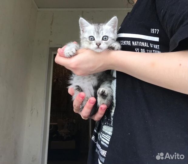 Котята отдам бесплатно